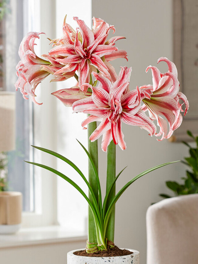 Amaryllis Doublet
