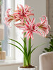 Amaryllis Doublet