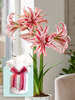 Amaryllis Doublet