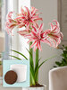 Amaryllis Doublet