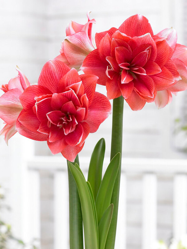 Amaryllis Double Dream
