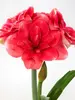 Amaryllis Double Dream