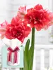 Amaryllis Double Dream