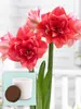 Amaryllis Double Dream