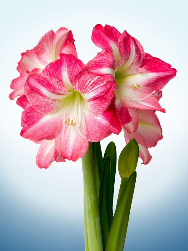 Amaryllis Exposure