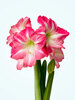 Amaryllis Exposure