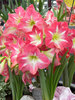 Amaryllis Exposure