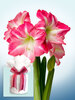 Amaryllis Exposure