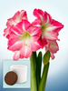 Amaryllis Exposure