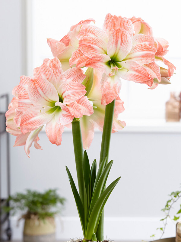Amaryllis Giant Amadeus