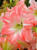 Amaryllis Giant Amadeus