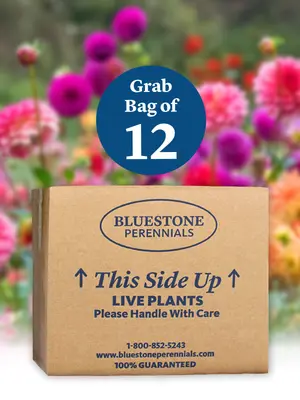 Link to Annual Mystery Grab Bag - 12 Varieties