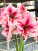 Amaryllis Gervase