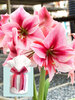 Amaryllis Gervase