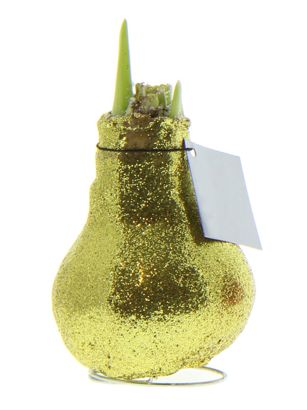 Amaryllis Gold Glitter Wax