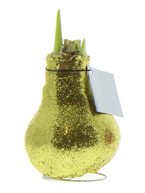 Amaryllis Gold Glitter Wax