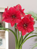 Amaryllis Hercules