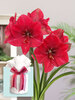 Amaryllis Hercules