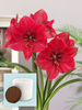 Amaryllis Hercules