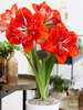 Amaryllis Happy Nymph