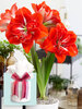 Amaryllis Happy Nymph