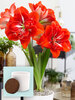 Amaryllis Happy Nymph