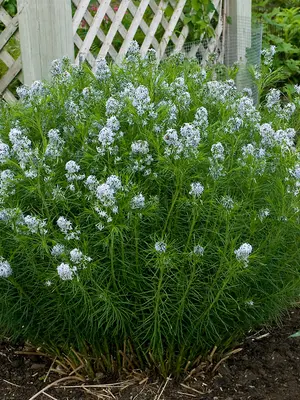 Link to Amsonia Hubrichtii