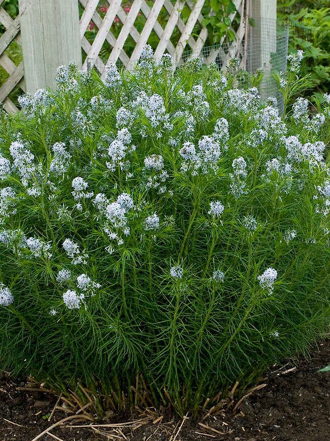 Amsonia Hubrichtii