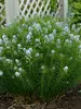 Amsonia Hubrichtii