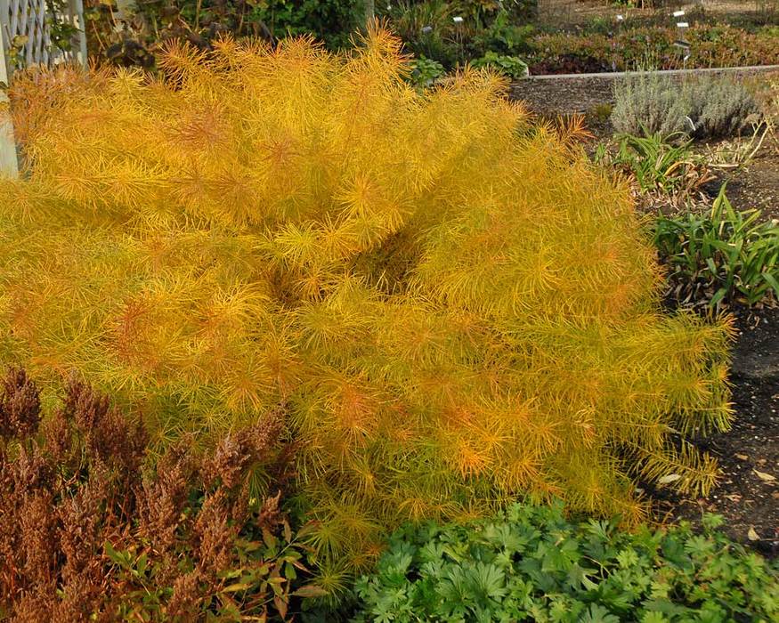 Amsonia Hubrichtii Bluestone Perennials Amsonia Hubrichtii Bluestone Perennials