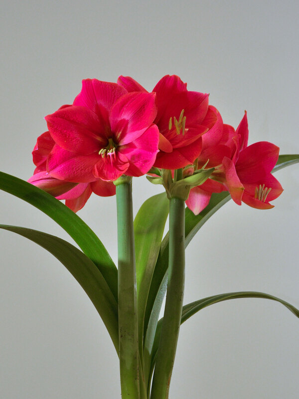 Amaryllis Ice Pink