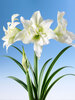 Amaryllis Double Ice Queen