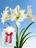 Amaryllis Double Ice Queen
