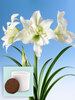 Amaryllis Double Ice Queen
