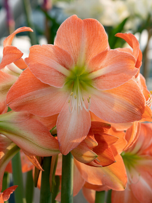 Amaryllis King Star