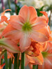 Amaryllis King Star