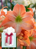 Amaryllis King Star