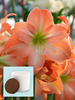 Amaryllis King Star