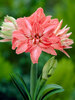 Amaryllis Lady Jane
