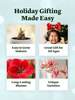 Amaryllis Lady Jane