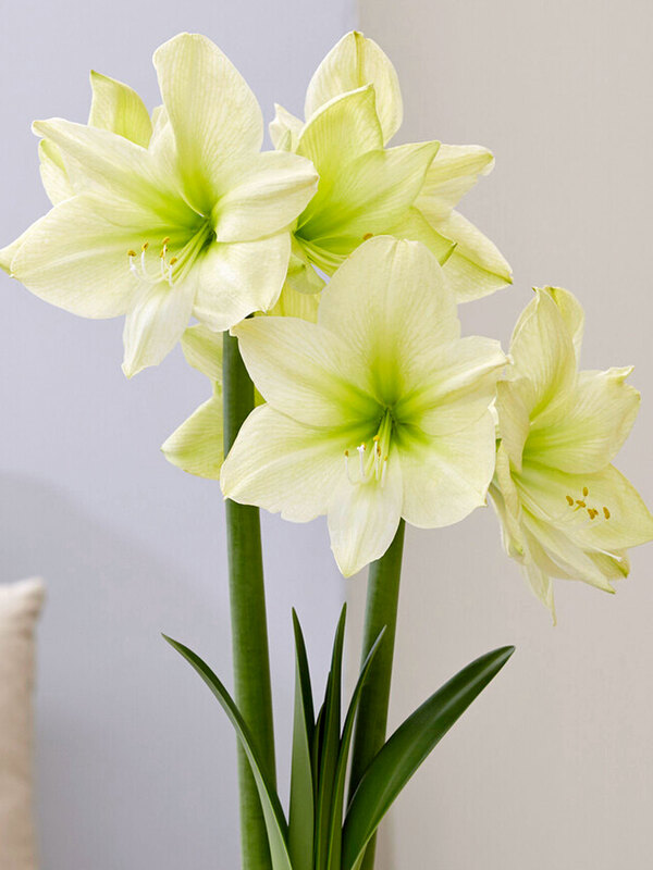 Amaryllis Lemon Star