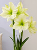 Amaryllis Lemon Star