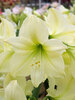 Amaryllis Lemon Star