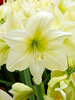 Amaryllis Lemon Star