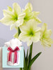 Amaryllis Lemon Star