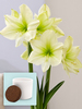 Amaryllis Lemon Star