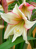 Amaryllis Magic Green