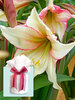 Amaryllis Magic Green