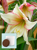 Amaryllis Magic Green