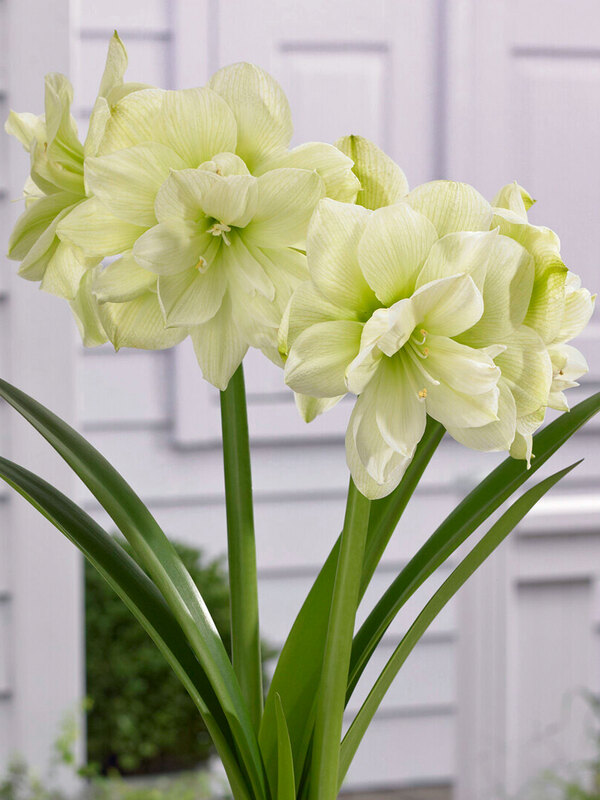 Amaryllis Marilyn